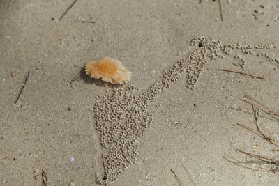 Close-up of crab on sand