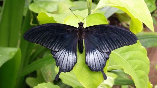 Close-up of butterfly on leaf