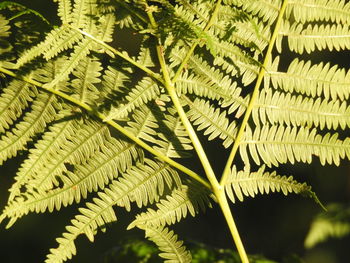 Close-up of fern leaves