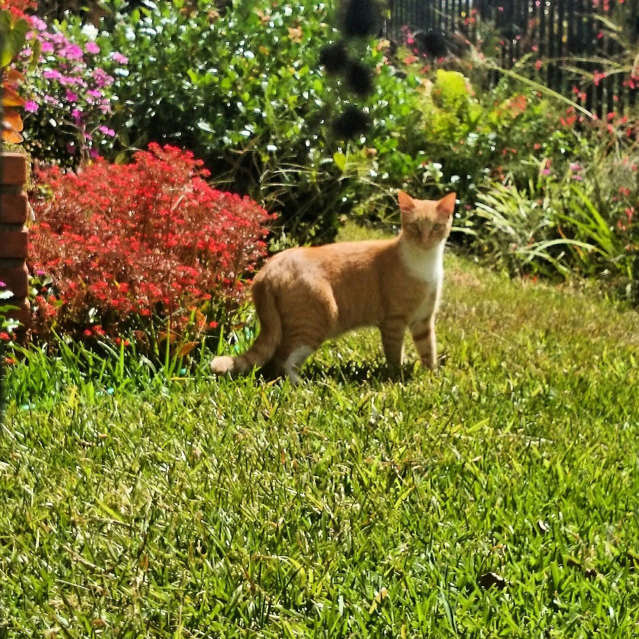 domestic animals, grass, animal themes, one animal, pets, mammal, field, grassy, domestic cat, growth, full length, green color, plant, nature, cat, standing, flower, side view, feline, outdoors