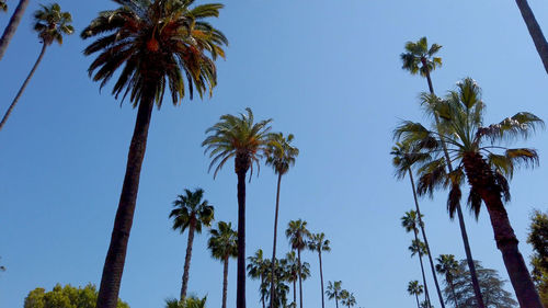 Low angle view of coconut palm trees against sky