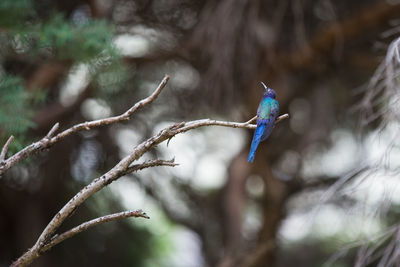 Close-up of bird flying against blurred trees