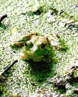 Close-up of lizard in water