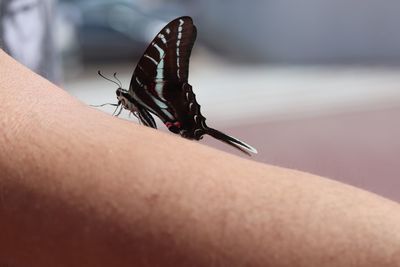 Close-up of insect on hand