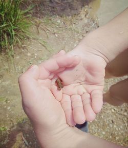 Close-up of hand holding small