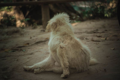 Dog relaxing on land