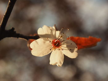 Close-up of flower against blurred background