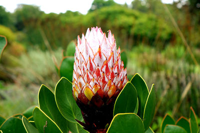 Close-up of flowering plant on land