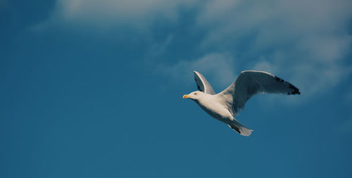 Low angle view of seagull flying against sky