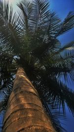 Low angle view of palm trees against sky