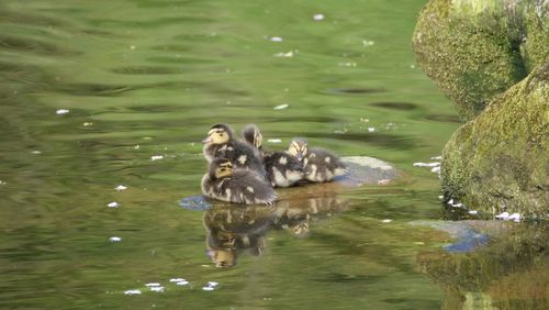 Close-up of ducklings on rock at lakeshore