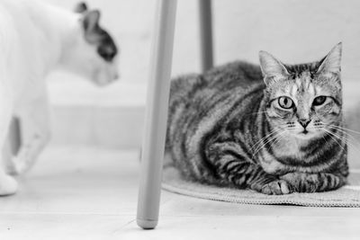 Portrait of cat sitting on floor