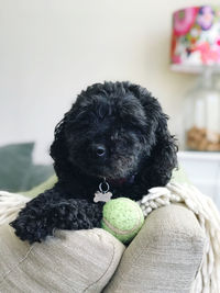 Close-up of a dog with toy