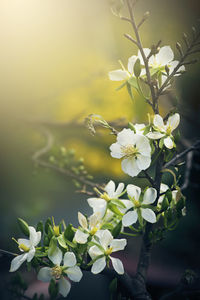 Close-up of white flowering plant