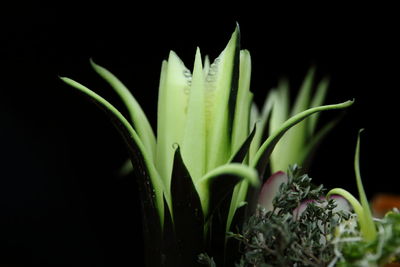 Close-up of flowers against black background