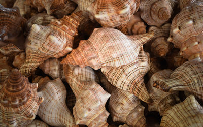 Full frame shot of shells for sale