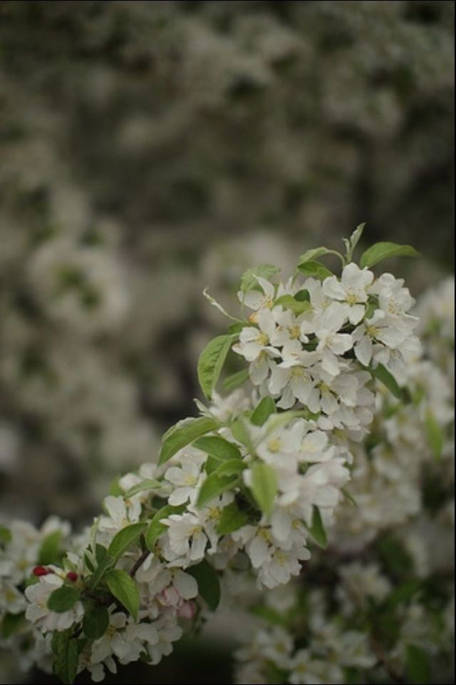 flower, freshness, white color, growth, fragility, petal, beauty in nature, focus on foreground, flower head, nature, blooming, close-up, plant, in bloom, blossom, white, selective focus, botany, outdoors, springtime