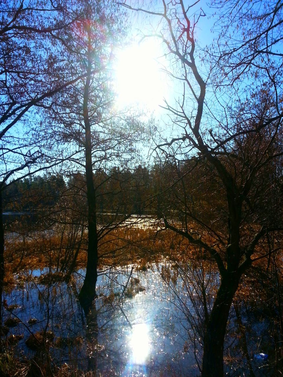 tree, sun, tranquility, water, tranquil scene, sunlight, beauty in nature, sunbeam, scenics, nature, branch, reflection, growth, lens flare, lake, forest, bare tree, idyllic, sky, non-urban scene