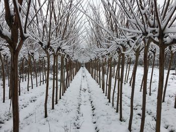 Bare trees on snow covered landscape