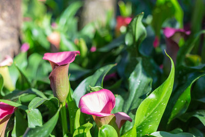 Close-up of pink flowering plant