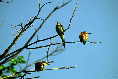 Bird perching on tree against sky