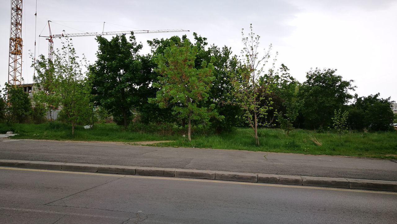 tree, road, no people, growth, outdoors, sky, day, nature