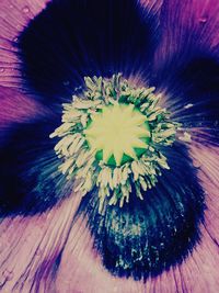 Close-up of flowers