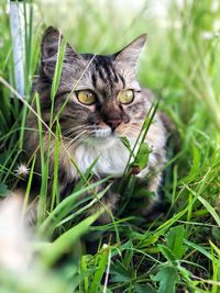 Close-up portrait of a cat on field