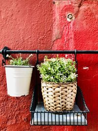 Close-up of potted plants against wall