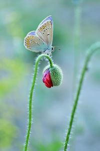 Close-up of butterfly on flower bud