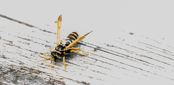 High angle view of insect on wood