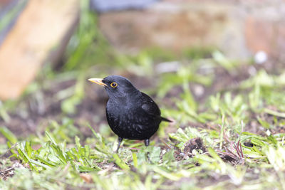 Close-up of bird perching on a field