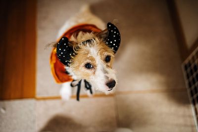 Directly above portrait of dog with pet clothing standing at home