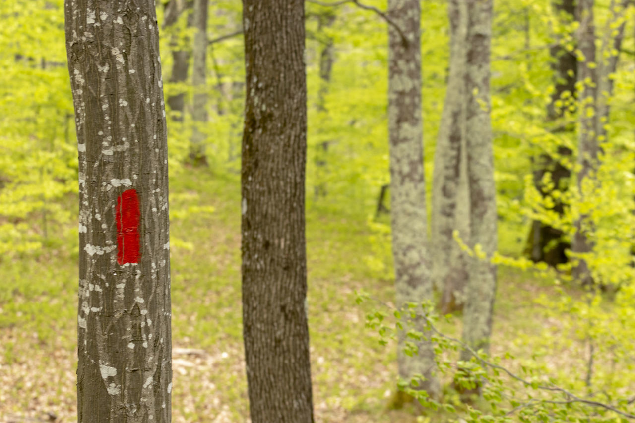 VIEW OF TREE TRUNK IN FOREST