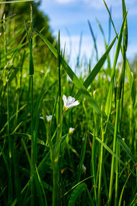 Close-up of white flowering plants on land