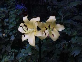 Close-up of yellow flowers blooming outdoors