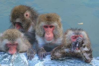 Monkeys in the winter