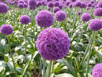 Close-up of purple flowering plants