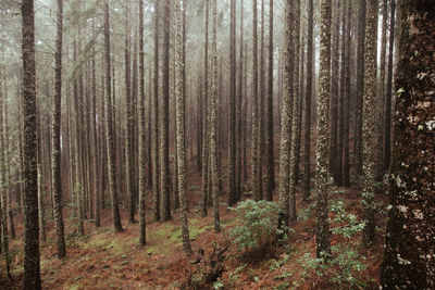 Trees in forest