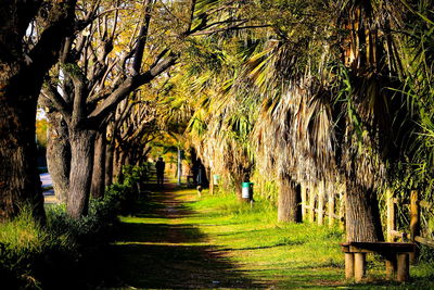 Trees in grass