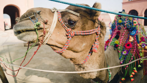 Close-up of camel