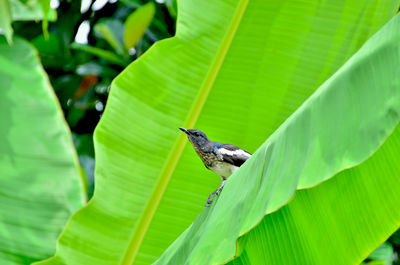 Close-up of bird perching on plant