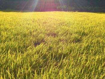 Crop growing in field