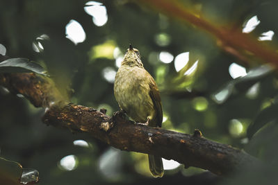 Low angle view of bird perching on branch