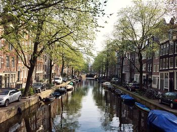 Canal amidst trees against sky in city