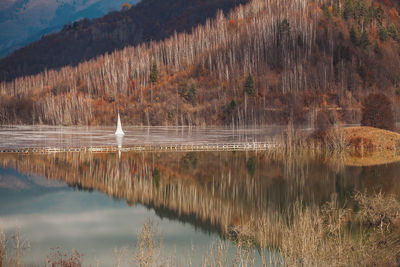 Reflection of trees in lake