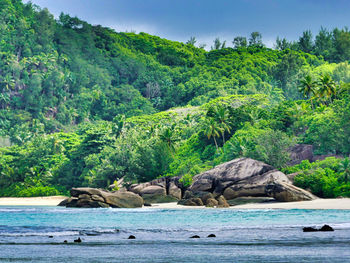 Scenic view of sea against trees