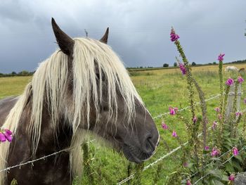 horse