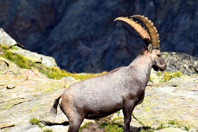 Horse standing on rock