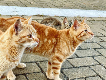 High angle view of cats standing on footpath